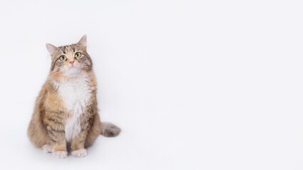 Obraz premium White background studio shot of feline. Studio shot of domestic Cat. Close-up portrait of Kitten on white. Indoor cat on light background. Fluffy Kitten with whiskers on white backdrop. Pet.