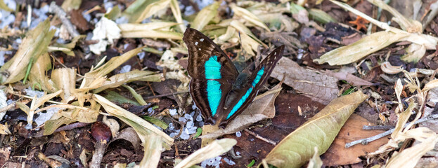 Photograph of a beautiful butterfly resting.	