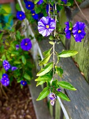 Purple flowers blooming on green leafy branches along rustic wooden weathered fence in the garden - 593729655