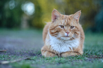 Red cat in the garden