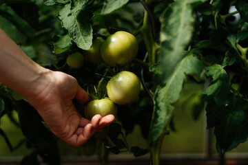Green tomatoes growing on a farm