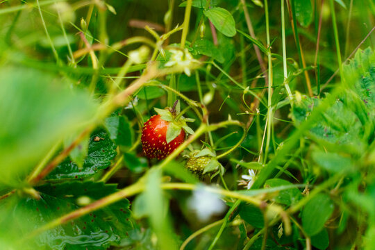 Natural forest strawberry