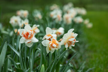 Replete narcissus in garden