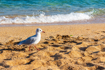 A single seagull walks along the beach along the sea line.