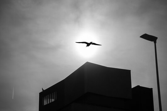 Architecture and a backlit seagull