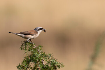 Obraz premium The male red-backed shrike (Lanius collurio) is a carnivorous passerine bird and member of the shrike family Laniidae.