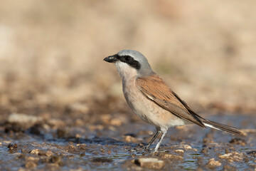 The male red-backed shrike (Lanius collurio) is a carnivorous passerine bird and member of the shrike family Laniidae.