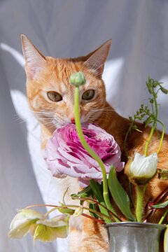 an orange cat portrayed next to flowers