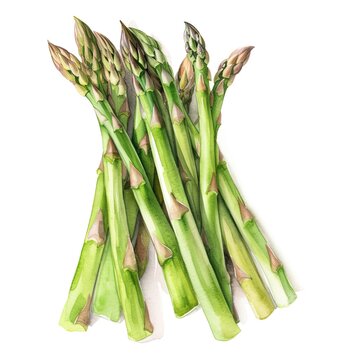 Bunch of asparagus in watercolor style  - Generative AI