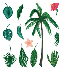 Fototapeta na wymiar Tropical flora doodles collection. Set of exotic leaves, palm, flowers. Cartoon vector illustrations. Colored clip-arts isolated on white.