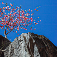 Blooming sakura tree growing on a bare rock on a blue sky background. Bottop up view. AI generated.