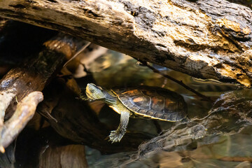 A turtle swimming in a pond