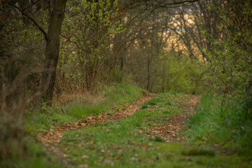 Path near Zahradky village in sunny spring color evening