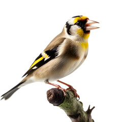 Fototapeta premium goldfinch on transparent background, png, generative ai.