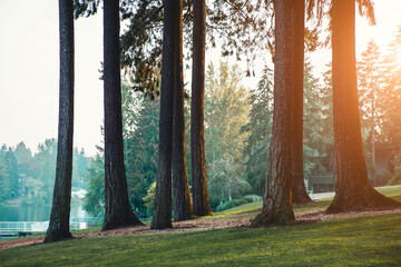Sunrise or sunset in the forest, spring