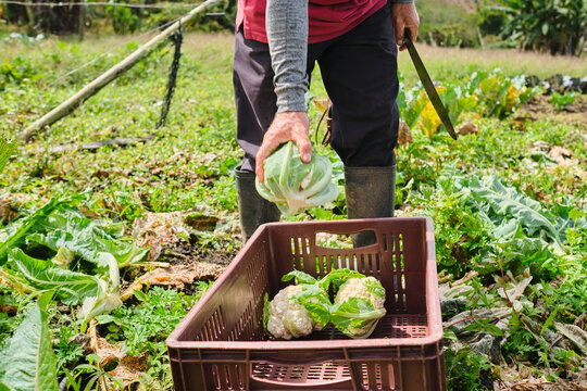 Farmer harvesting cauliflower from the garden