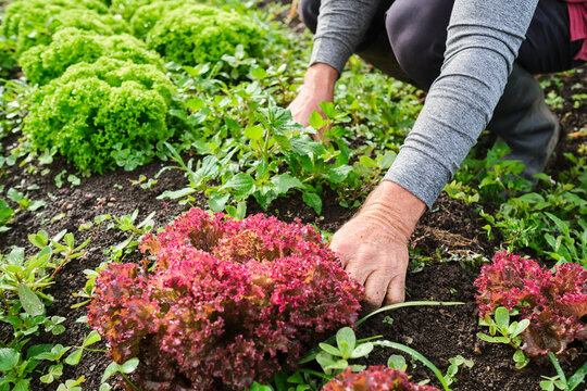 Man picking purple lettuce from the garden