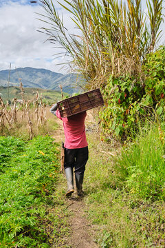 Farmer carrying a basket of vegetables
