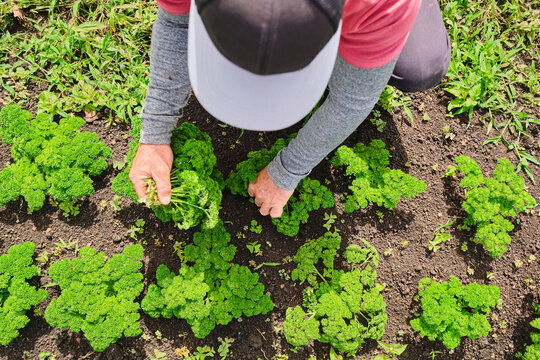 Peasant crouching down harvesting parsley