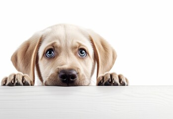 Adorable Labrador Retriever Puppy Peeking Out from Behind White Table with Copy Space, Isolated on White Background. Generative AI.