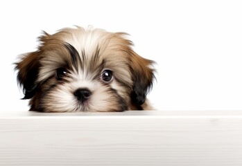 Adorable Lhasa Apso Puppy Peeking Out from Behind White Table with Copy Space, Isolated on White Background. Generative AI.