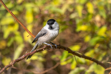 Cute bird The willow tit, song bird sitting on a branch with bright green background. The willow tit, lat. Poecile montanus.