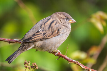 Sparrow sitting on a green branch in autumn. Sparrow with playful poise on branch in autumn or summer