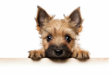 Adorable Norwich Terrier Puppy Peeking Out from Behind White Table with Copy Space, Isolated on White Background. Generative AI.