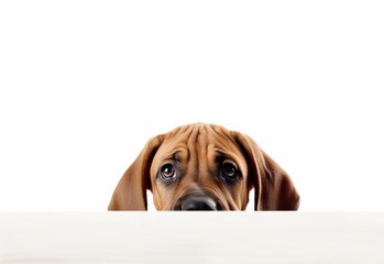 Adorable Rhodesian Ridgeback Puppy Peeking Out from Behind White Table with Copy Space, Isolated on White Background. Generative AI.