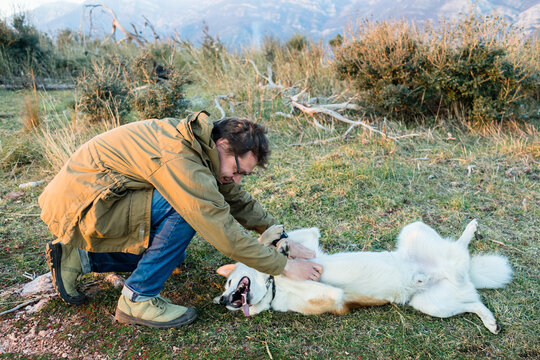 Person scratches his dog's belly