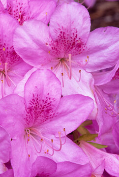 Pink azaleas (Rhododendron sp.) flowering arboretum Seattle WA film