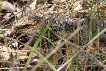 shingleback skink or bobtail lizard in australia