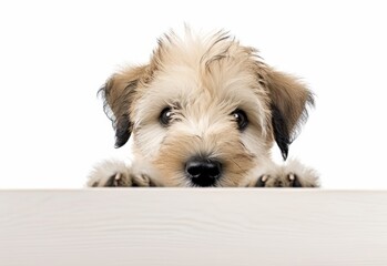 Adorable Soft Coated Wheaten Terrier Puppy Peeking Out from Behind White Table with Copy Space, Isolated on White Background. Generative AI.