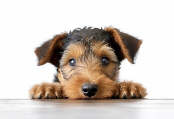 Adorable Welsh Terrier Puppy Peeking Out from Behind White Table with Copy Space, Isolated on White Background. Generative AI.