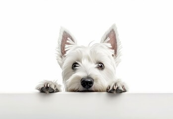 Adorable West Highland White Terrier Puppy Peeking Out from Behind White Table with Copy Space, Isolated on White Background. Generative AI.