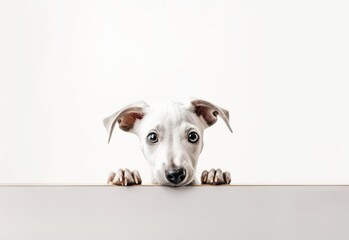 Adorable Whippet Puppy Peeking Out from Behind White Table with Copy Space, Isolated on White Background. Generative AI.