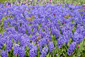  Purple flowering hyacinth bulbs in the garden of Keukenhof, The Netherlands.