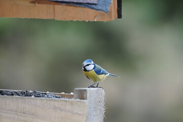 Naklejka premium Small Bird in the wild