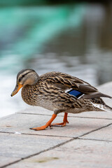 duck next to the lake