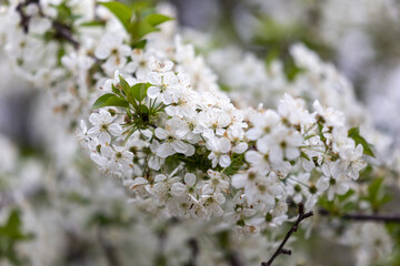 Blumen einer Sauerkirsche