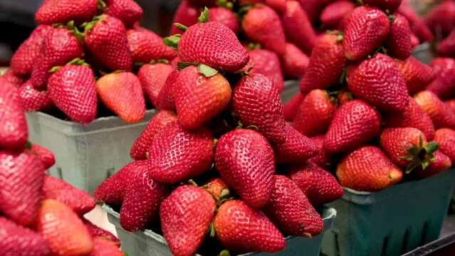 Many containers containing lots of strawberries. The garden strawberry is a widely grown hybrid species of the genus Fragaria. High quality 4k footage