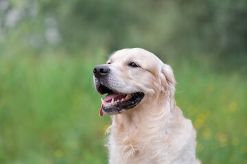Portrait of a golden retriever on green grass in summer. Happy dog running in a clearing in the woods in the warm season