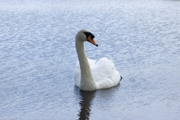 Swan on water