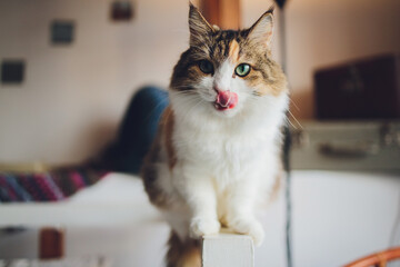 Portrait of small tricolor kitten of a cat.