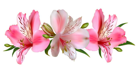 Lilies. Background. Bouquet. Buds. Green leaves. Beautiful pink flowers.