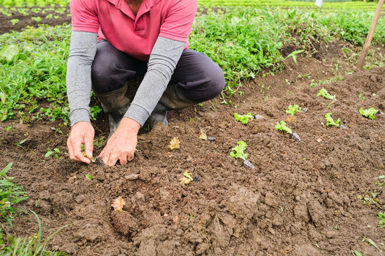 Farmer transplanting seedlings into the ground