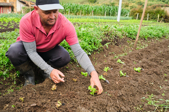 Latin man planting lettuce in the garden