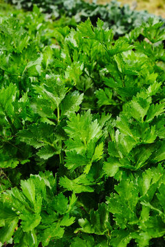 Celery plants