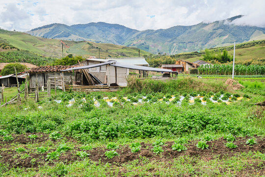 Growing spinach and strawberries in a rural area