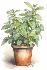 Botanical Watercolor Illustration of Balm in Pot. Generative AI